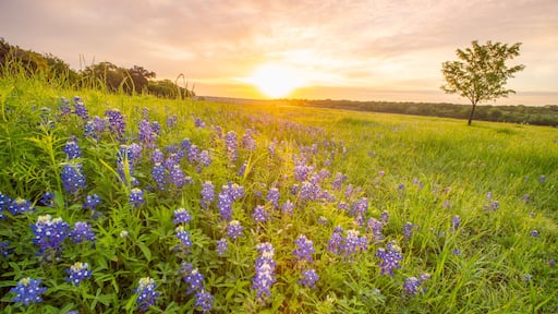 Bluebonnett Sunrise, Cedar Park TX