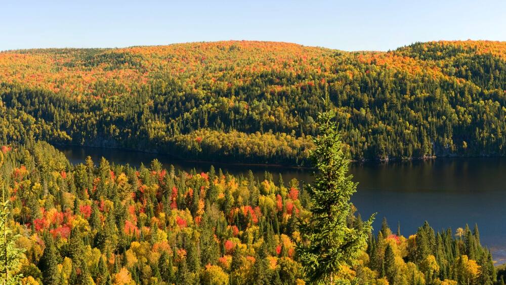 Fall Foliage along Lake Wapizagonke