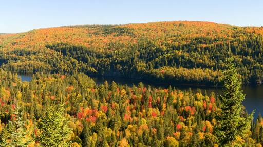 Fall Foliage along Lake Wapizagonke
