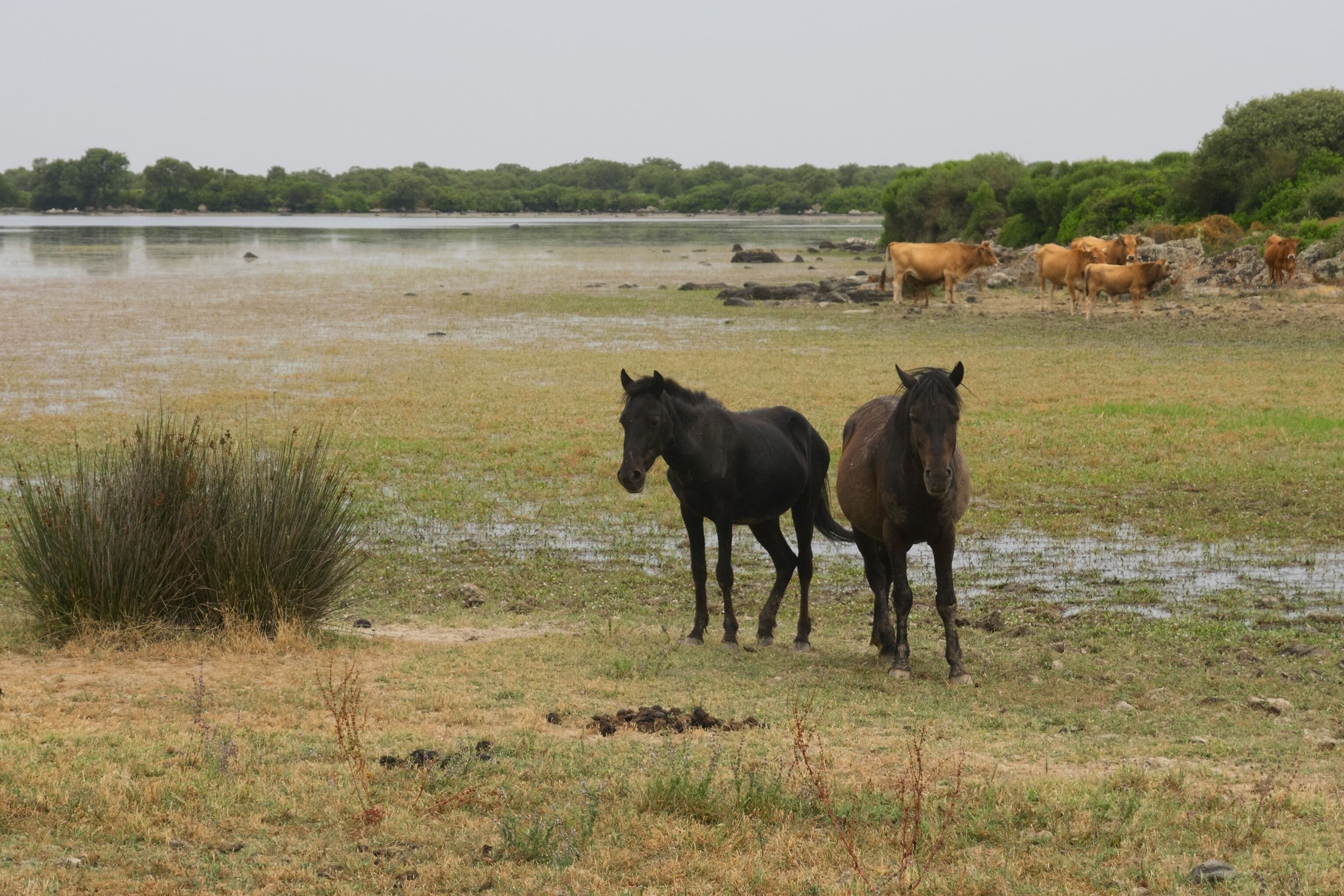 Caballini della Giara