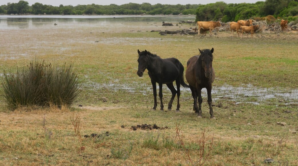 Caballo semisalvaje característico de Cerdeña.