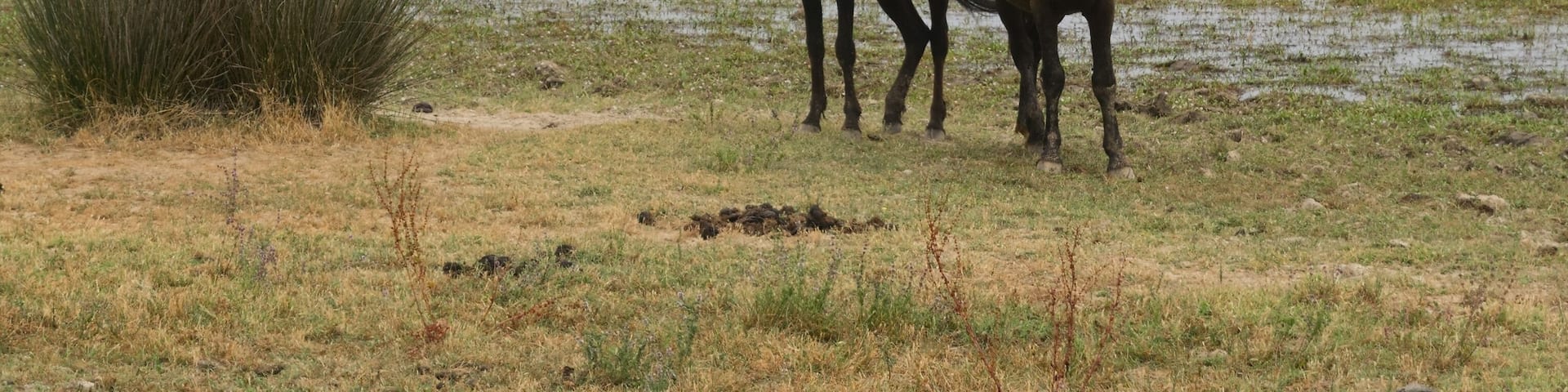 Caballo semisalvaje característico de Cerdeña.