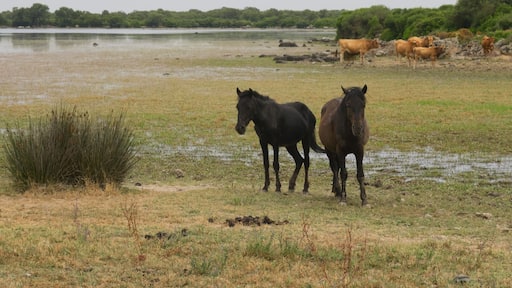 Caballo semisalvaje característico de Cerdeña.