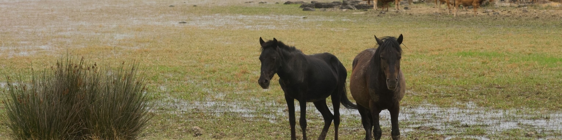 Caballo semisalvaje característico de Cerdeña.