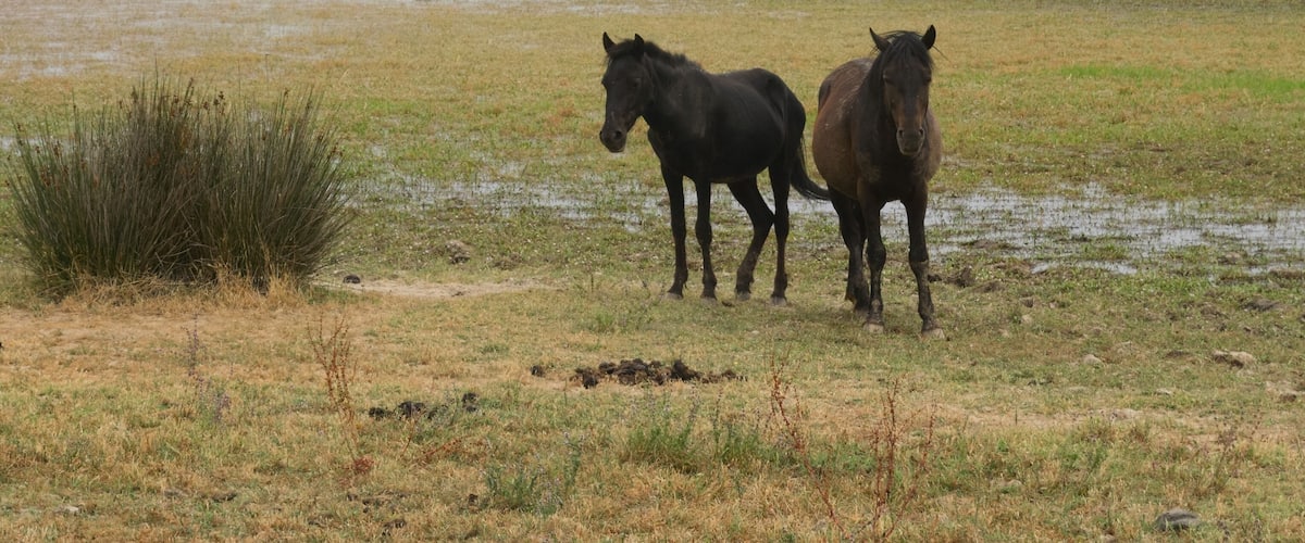 A wetland with horses and cattle grazing.