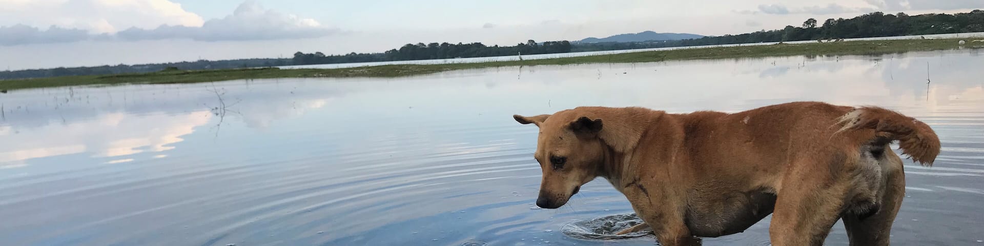 Reflecting on life as a Sri Lankan street dog #LifeAtExpedia