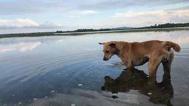 Um cão em um corpo d'água parcialmente congelado, com céu claro e árvores ao longe.