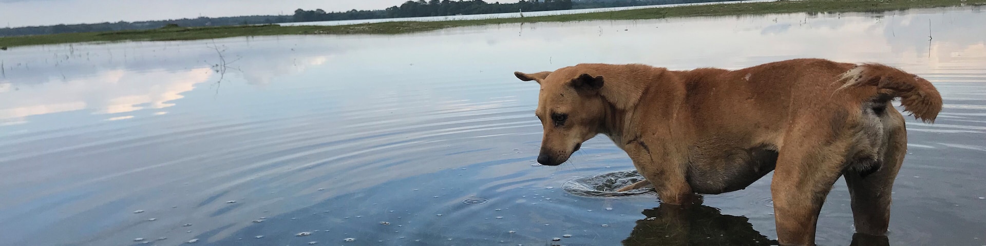 Reflecting on life as a Sri Lankan street dog #LifeAtExpedia