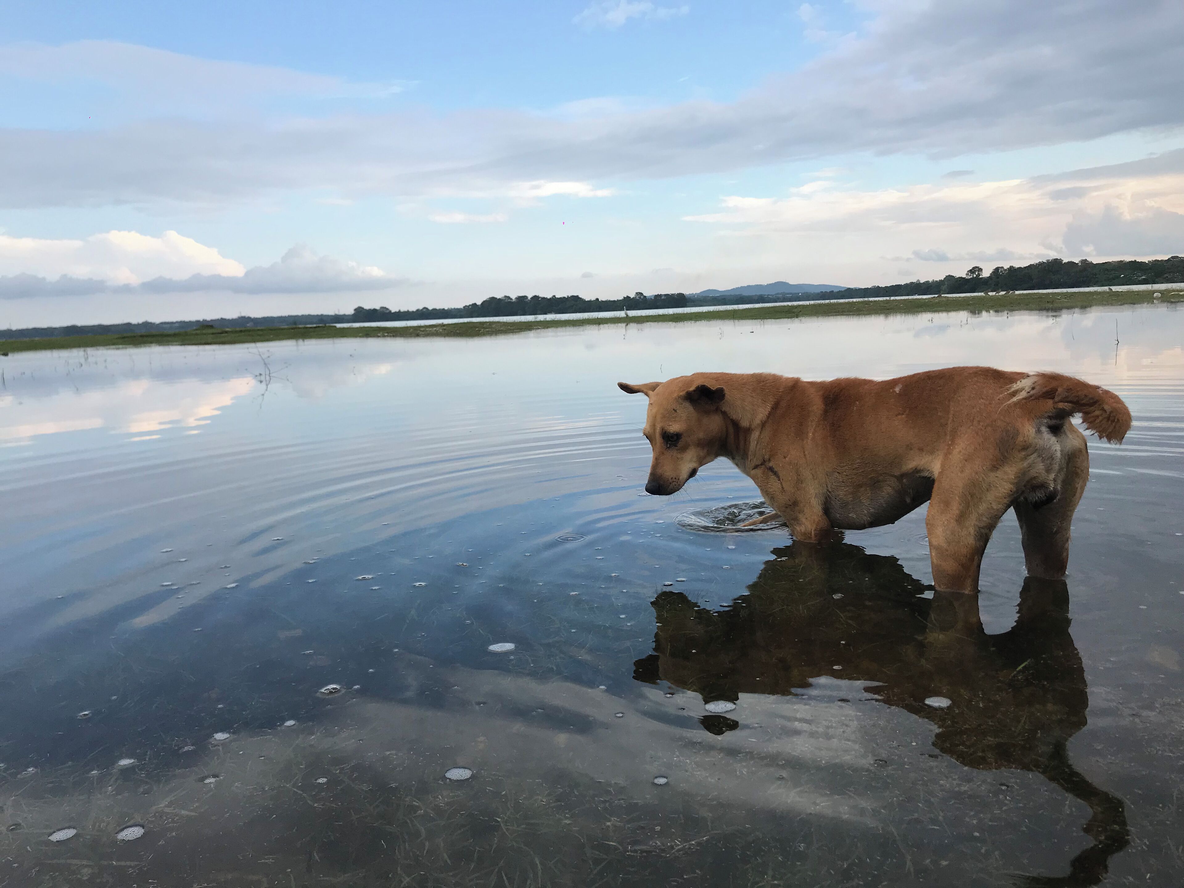 A dog standing in a partially frozen body of water with a clear sky and distant trees.