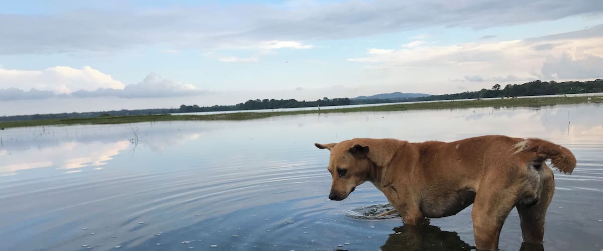 A dog standing in a partially frozen body of water with a clear sky and distant trees.