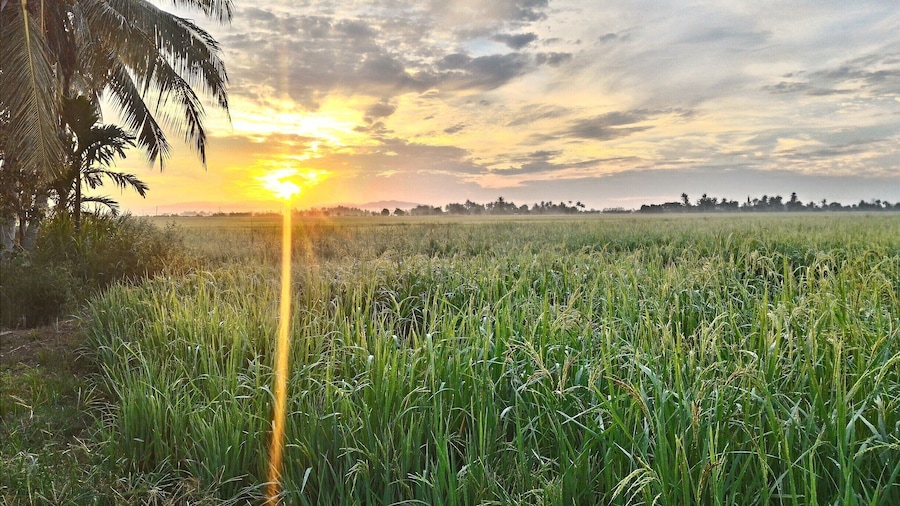 Typical view when you stay at Malay village! Sunrise well mixed with paddy field!