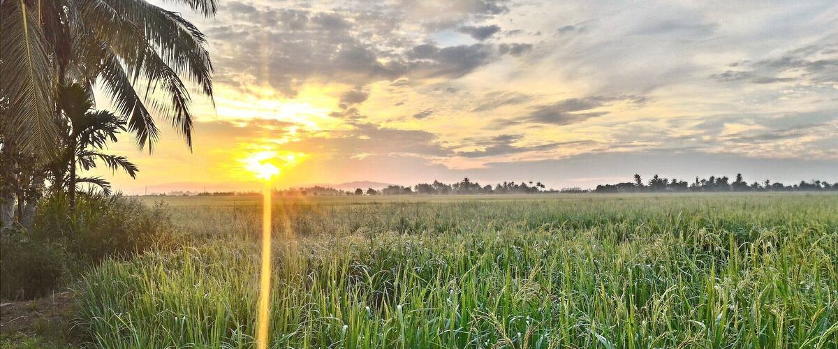 A sunset over a rice field with palm trees.