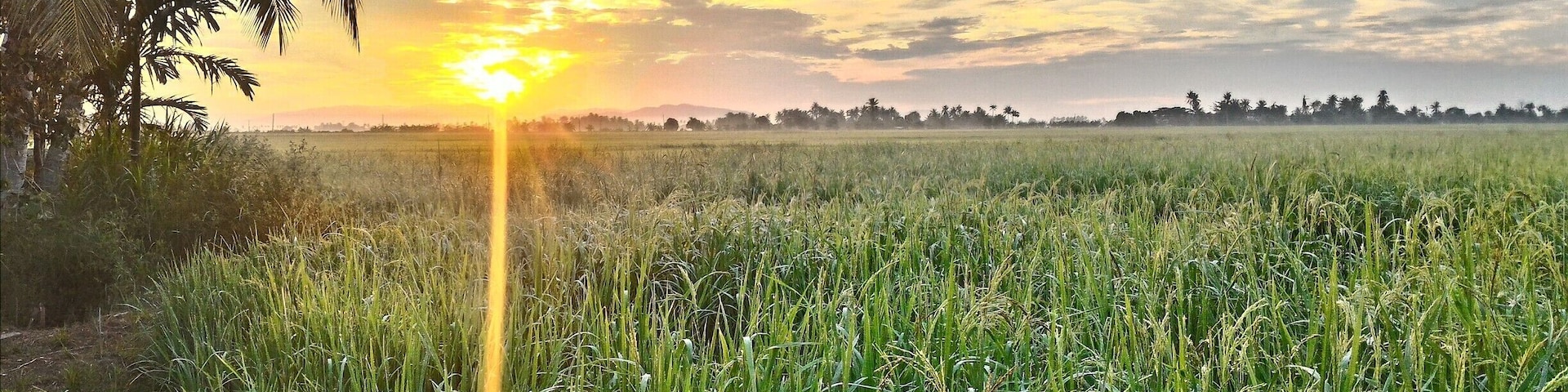 A sunset over a rice field with palm trees.