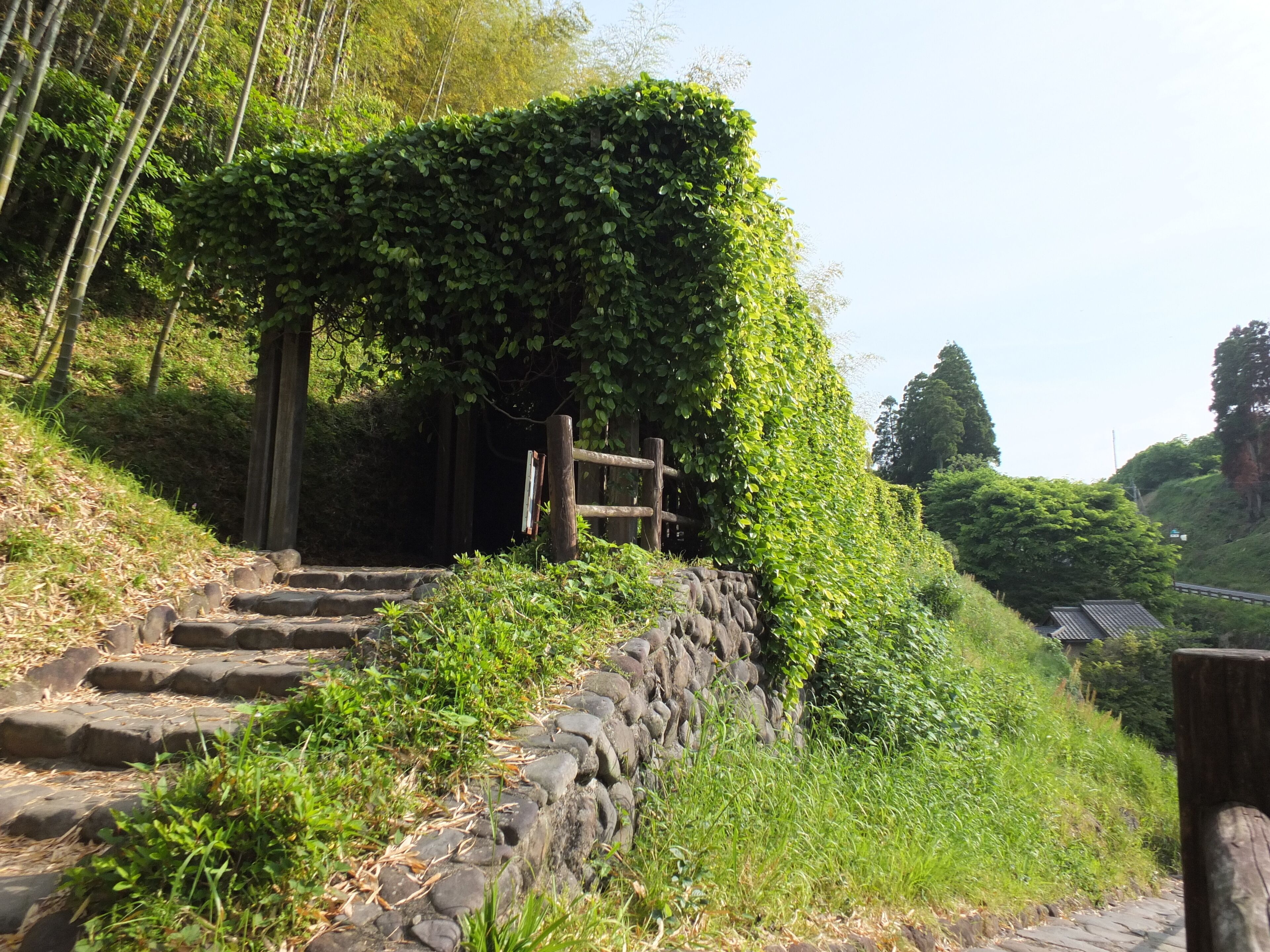 アイラトビカズラその1