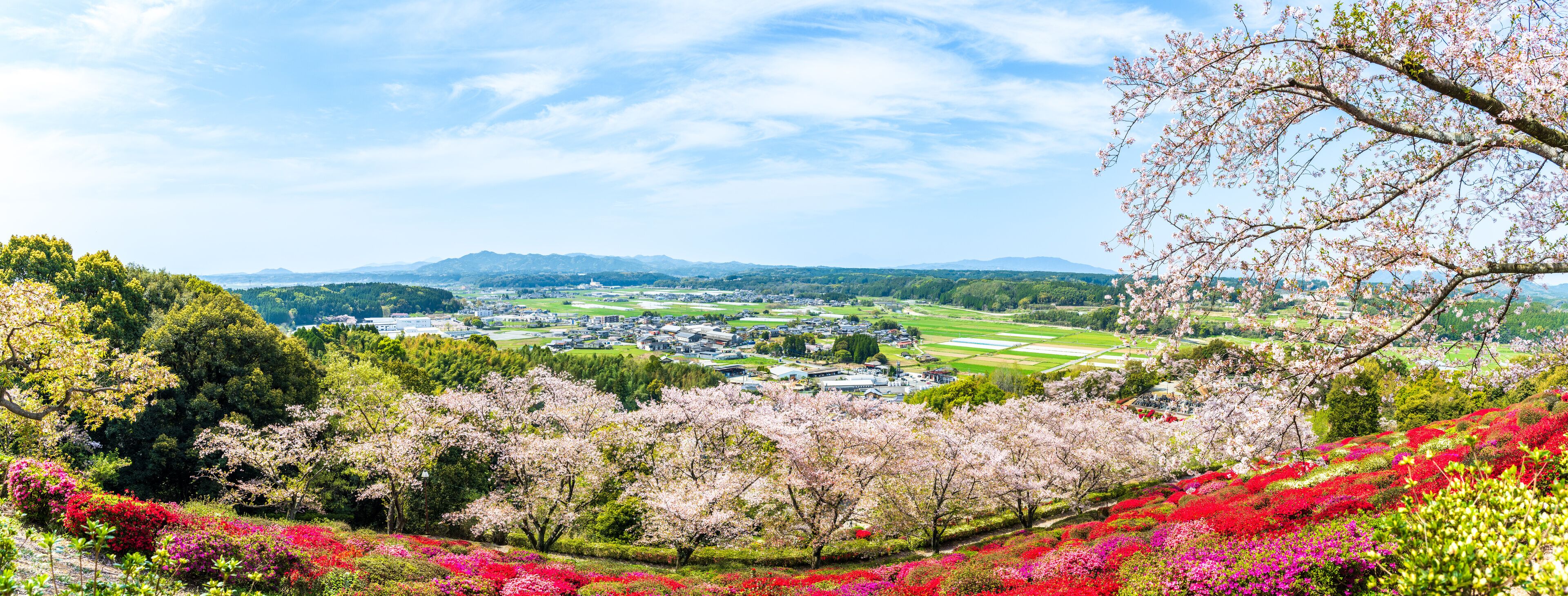 うららかな春空に映えるツツジの花と桜の花コラボ絶景風景
Spectacular scenery where azalea flowers and cherry blossoms collaborate against the bright spring sky
日本(春)2023年
Japan (Spring) 2023
九州・熊本県山鹿市
Yamaga City, Kumamoto 
「日輪寺」
