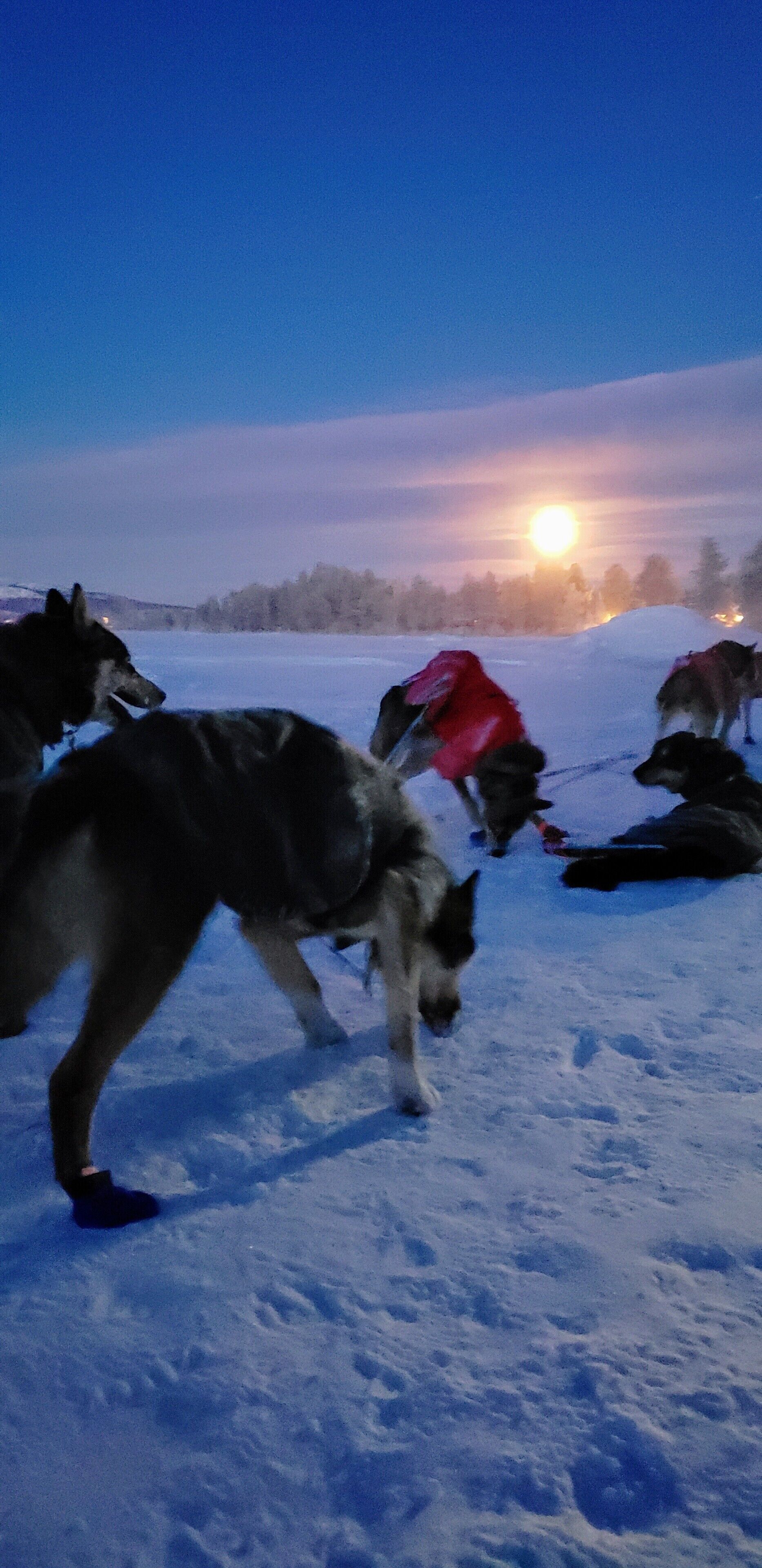 Alaskan Huskies in the arctic circle after a sunset sled ride. Temperature was -40F without the wind chill of the ride. Make sure to layer up and wear a balaclava otherwise you will get frost bite. #LifeAtExpedia 