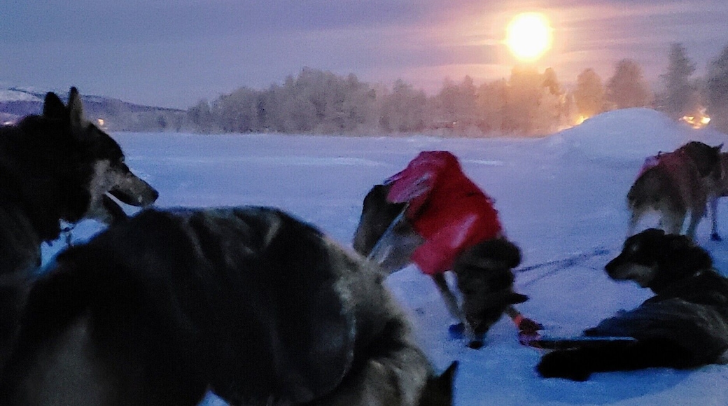 Alaskan Huskies in the arctic circle after a sunset sled ride. Temperature was -40F without the wind chill of the ride. Make sure to layer up and wear a balaclava otherwise you will get frost bite. #LifeAtExpedia