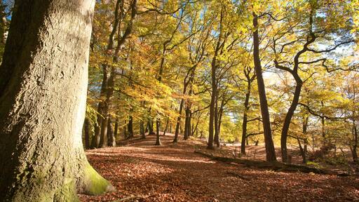 Wald im Herbst