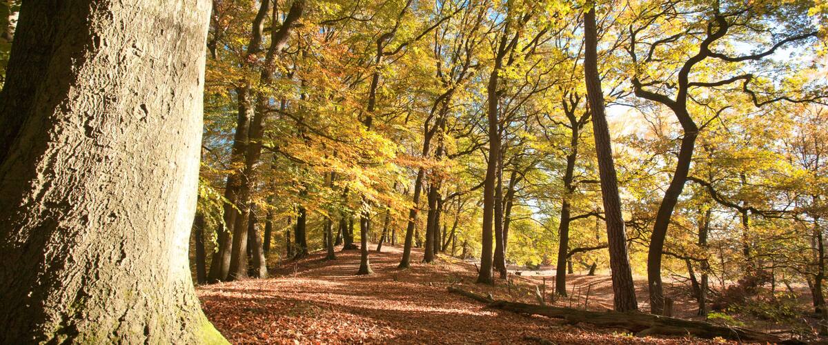 A forest with a dirt path, tall trees, and autumn leaves.