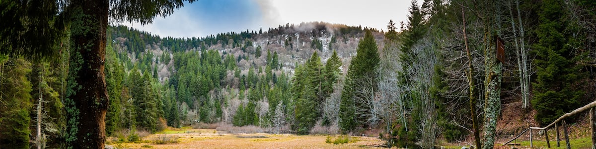 A serene lake surrounded by dense forest and a mountain in the background.