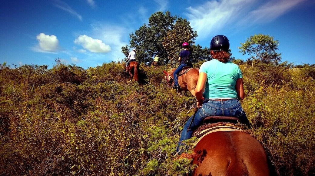 I'm an avid horseback rider at home but usually I stick to lessons, riding in a ring or taking jumps in a field. But sometimes it's nice to get out of the ring and onto some trails!