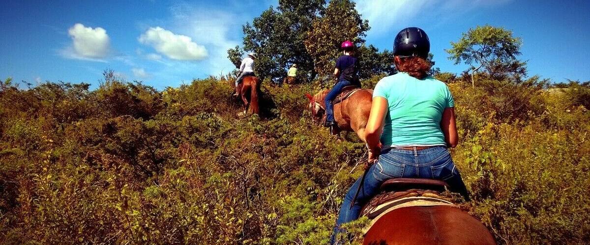 Three people riding horses on a hill with dense vegetation and trees in the background.