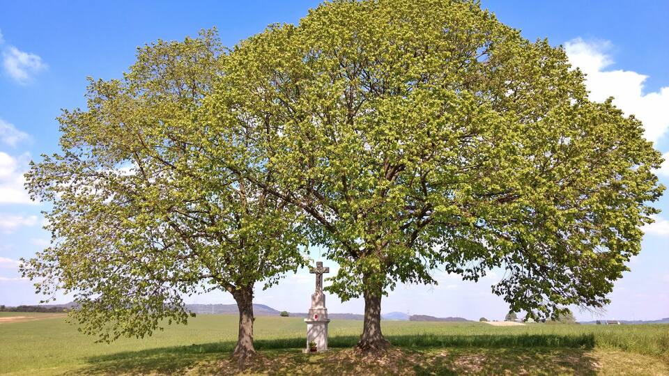 A large tree with a cross in the center, surrounded by a grassy field and a clear blue sky.