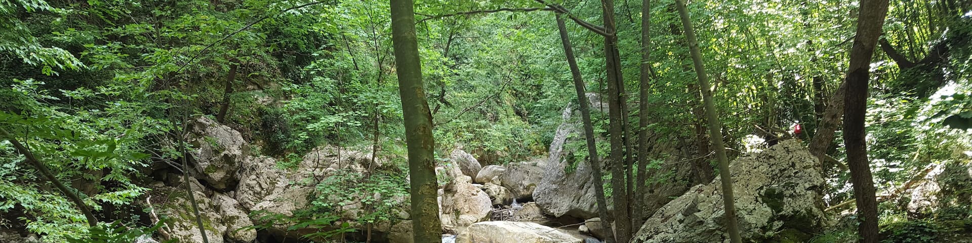 Gole del Salinello - forest