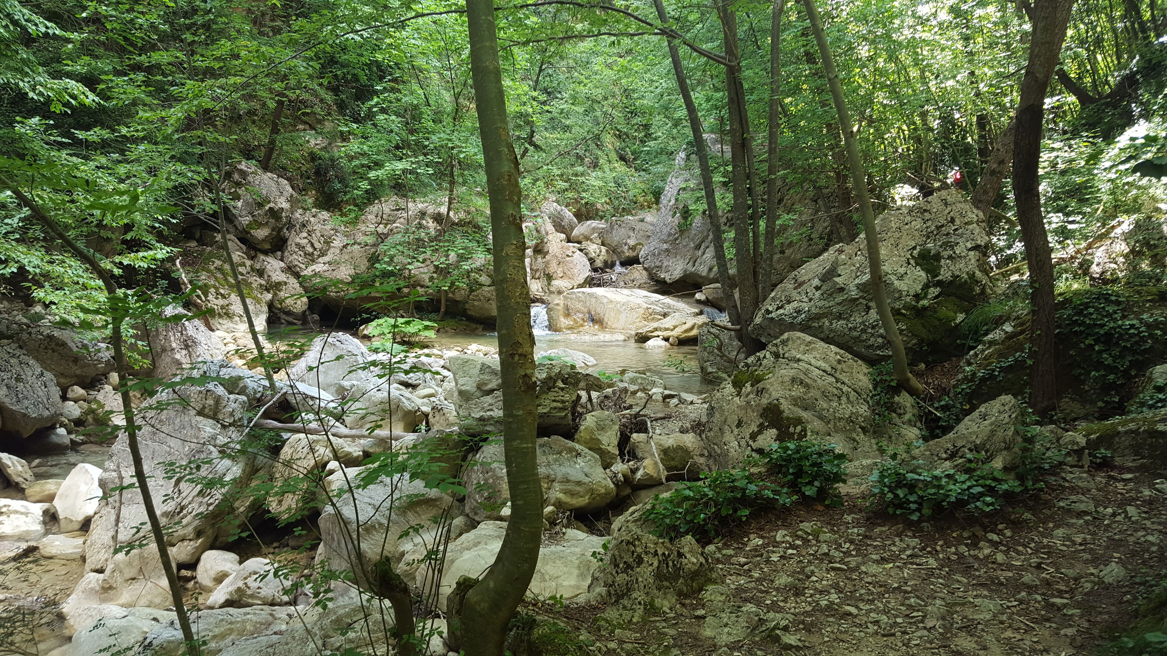 A forest stream with large rocks and dense foliage.