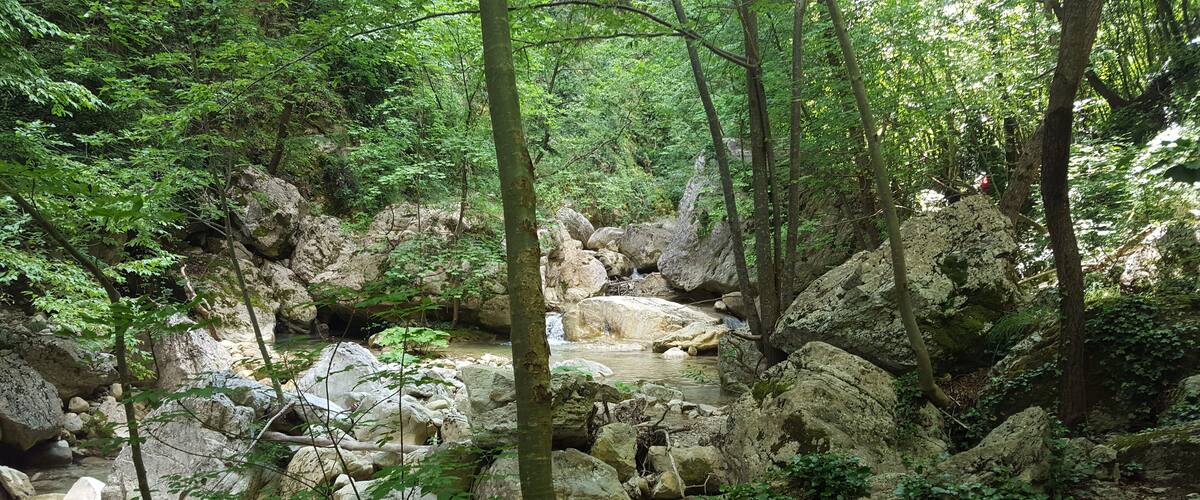 A forest stream with large rocks and dense foliage.