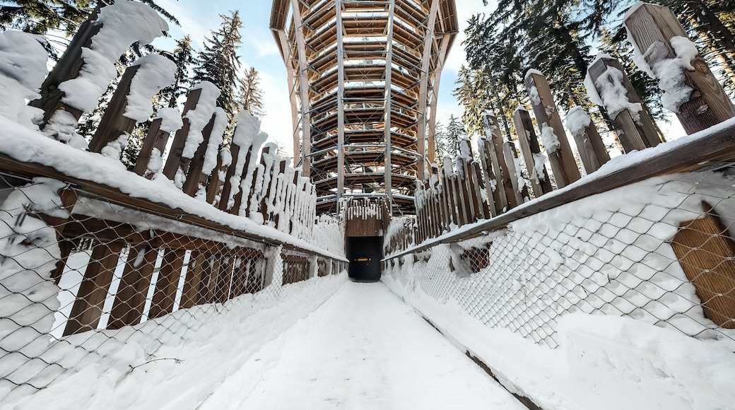 Tree Top Walk in Janske Lazne. High tower for walking tourists in the Krkonose forest in winter. The Timber Trail. Treetop walkway tower in Czech Republic