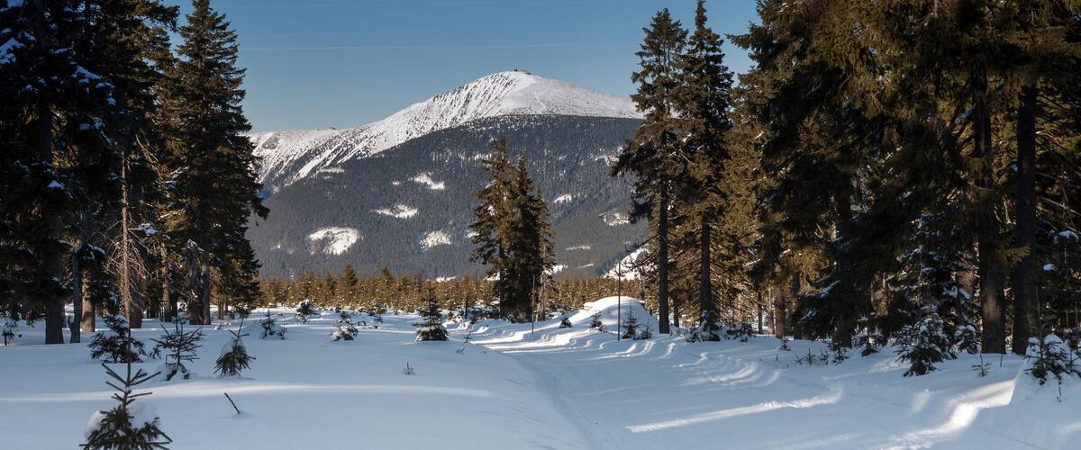 A snowy forest with a mountain in the background.