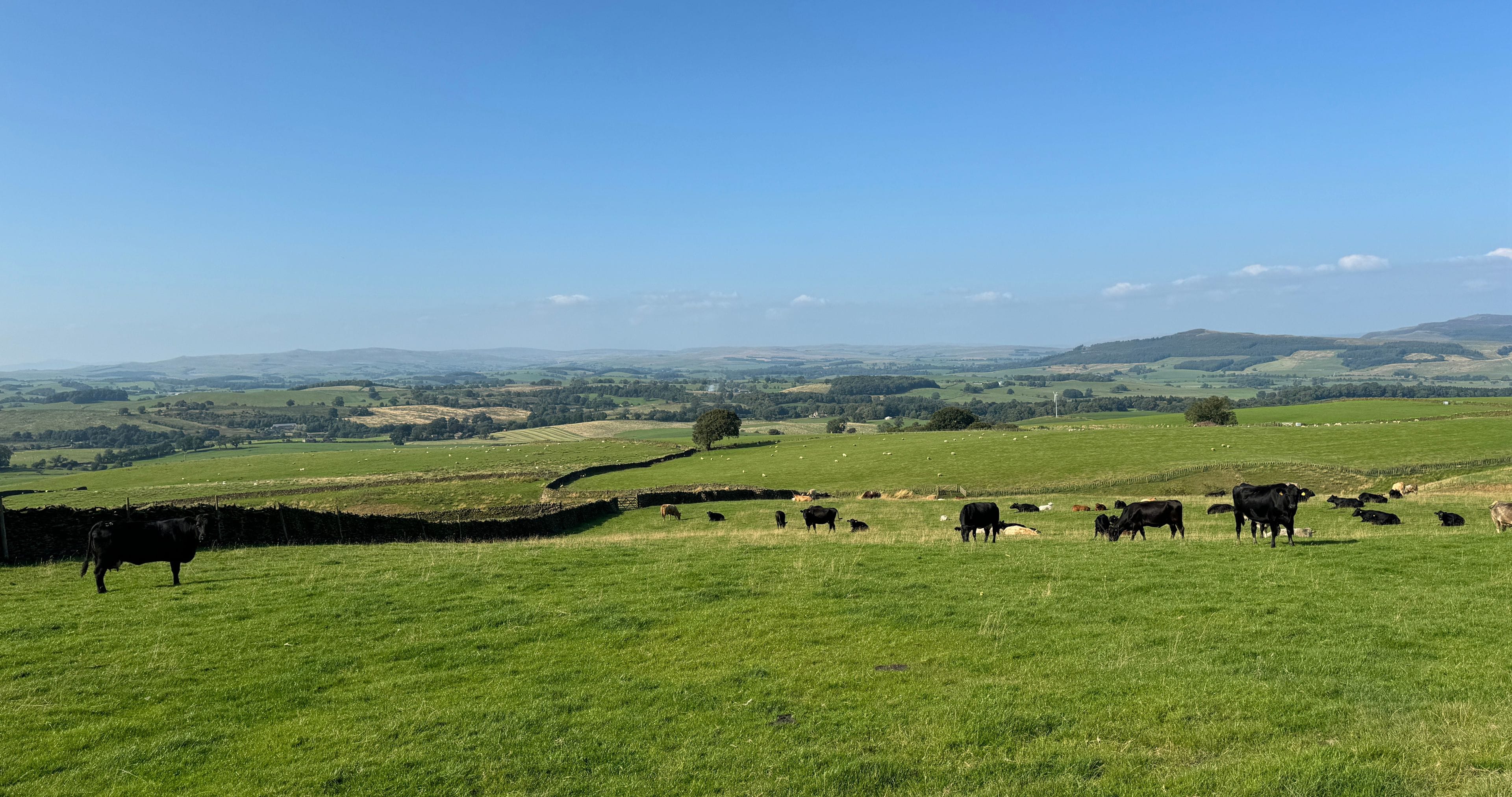 A green field with cows grazing, a stone wall, and rolling hills in the background.
