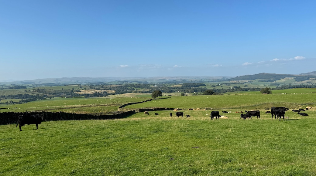 A green field with cows grazing, a stone wall, and rolling hills in the background.