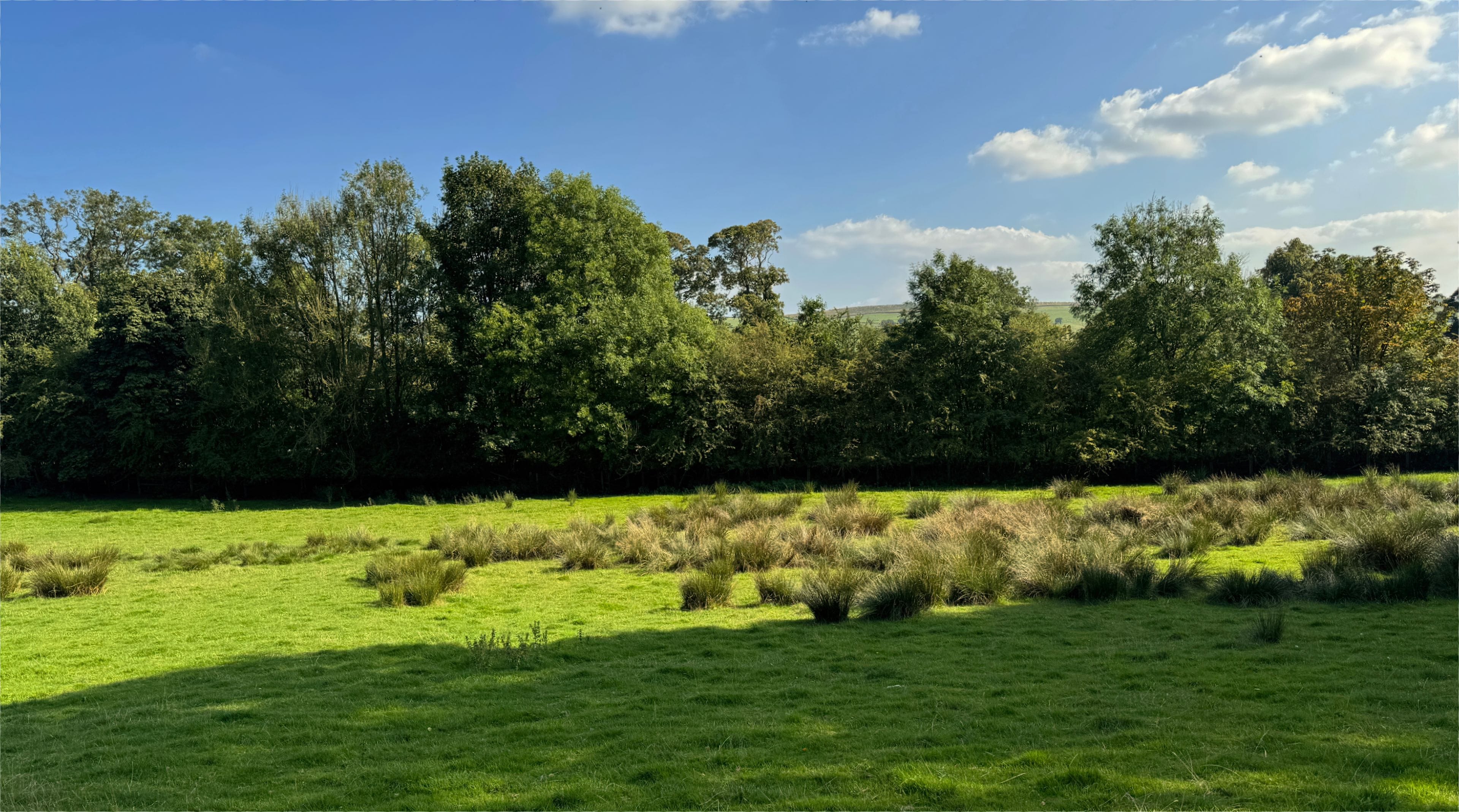 A grassy field with scattered bushes and a line of trees under a clear blue sky.