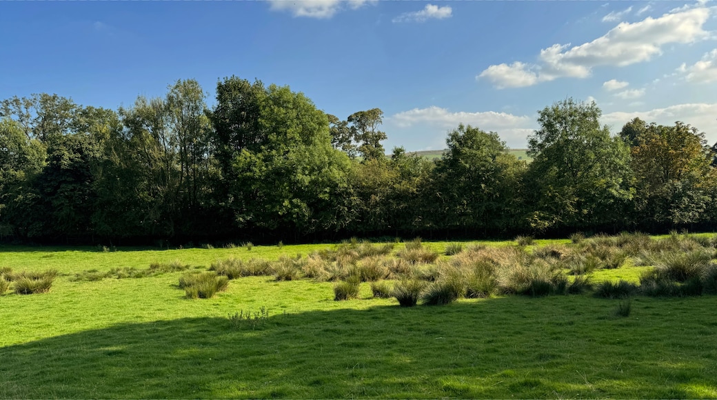 A grassy field with scattered bushes and a line of trees under a clear blue sky.