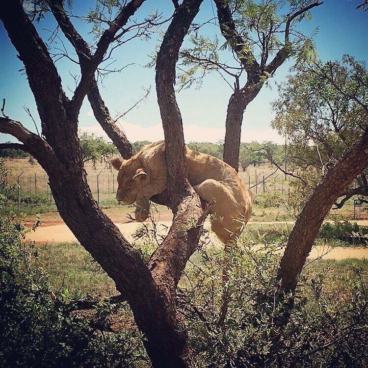 Just a lioness chillin'...

#lion #lionpark #joburg #southafrica #chill #lazydays