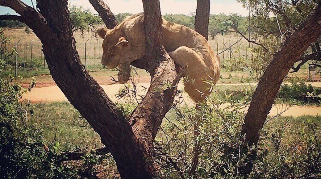 Just a lioness chillin'...
#lion #lionpark #joburg #southafrica #chill #lazydays