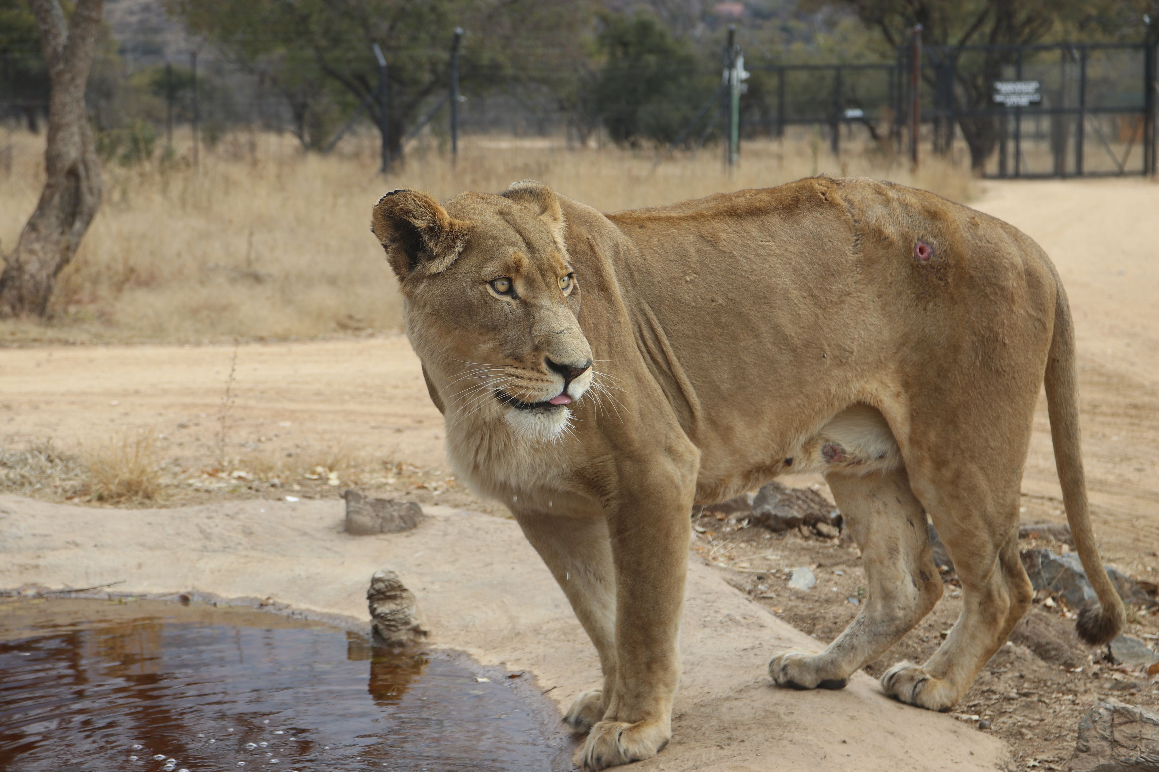 Photo taken in Lion and Safaripark, Broederstroom, South Africa.