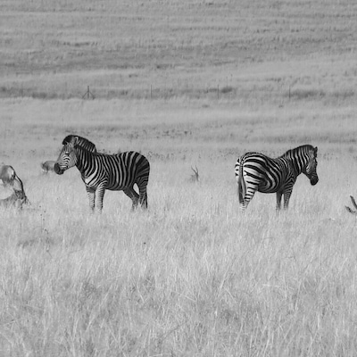 Zebras in black and white! This was taken at the Lion Park just outside of Johannesburg when I was there watching football. The park is unbelievable as you can get right up close with lions amongst other creatures. Hugely recommended!