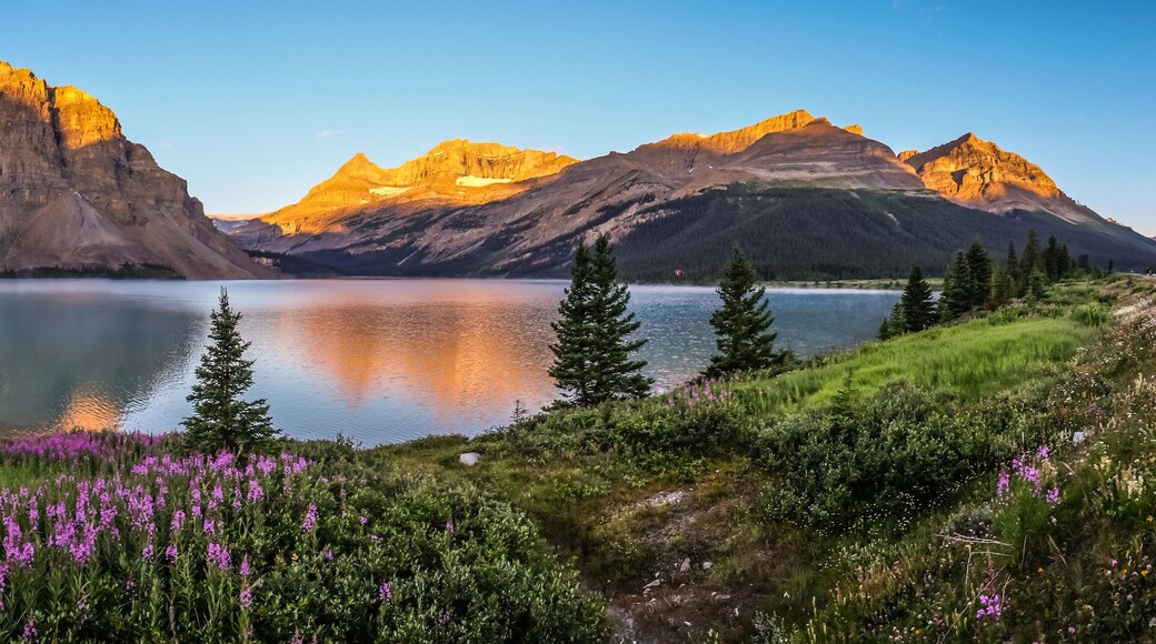 Panorama of sunrise at Bow Lake, Banff National Park
