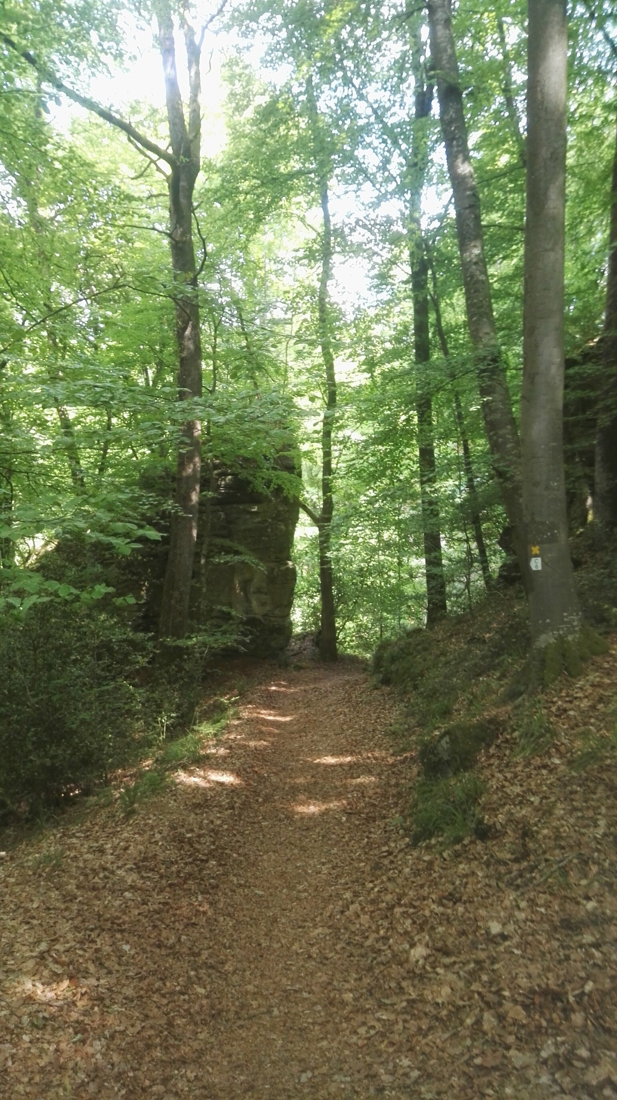 Amazing trails thru the Mullerthal