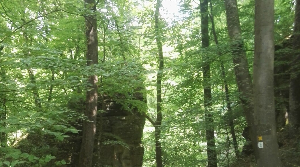 Amazing trails thru the Mullerthal