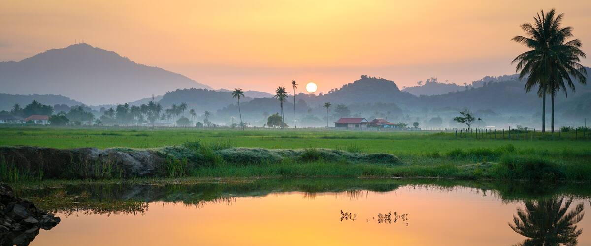 A sunrise over a rice paddy with palm trees and a mountain in the background.