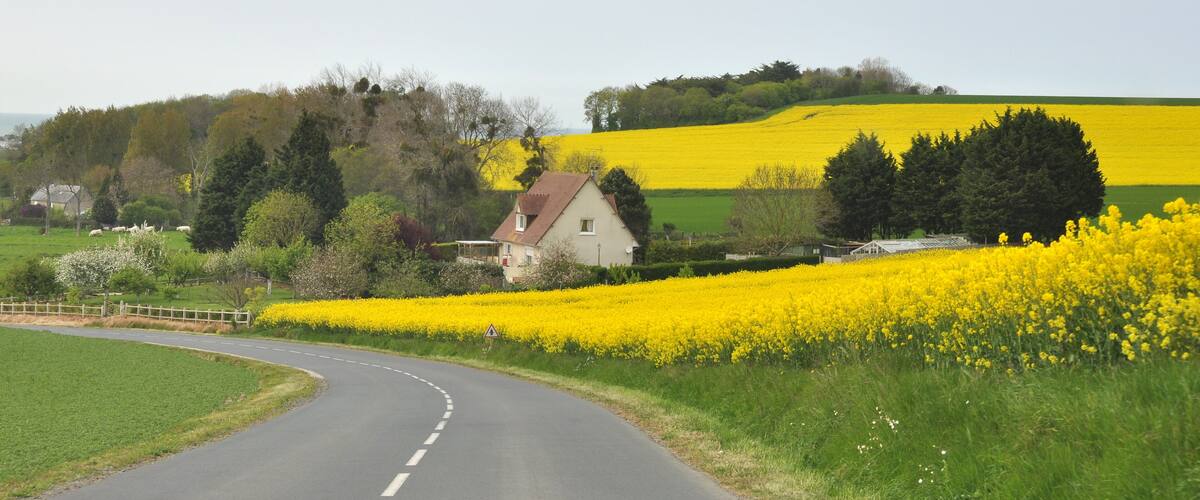 A rural road curving through fields of yellow flowers, a white house, and green hills in the background.