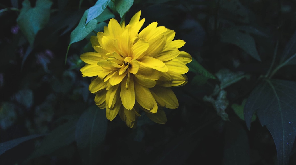 Lagoon City also had some 'hidden' greenery and flowers on different paths and bridges.