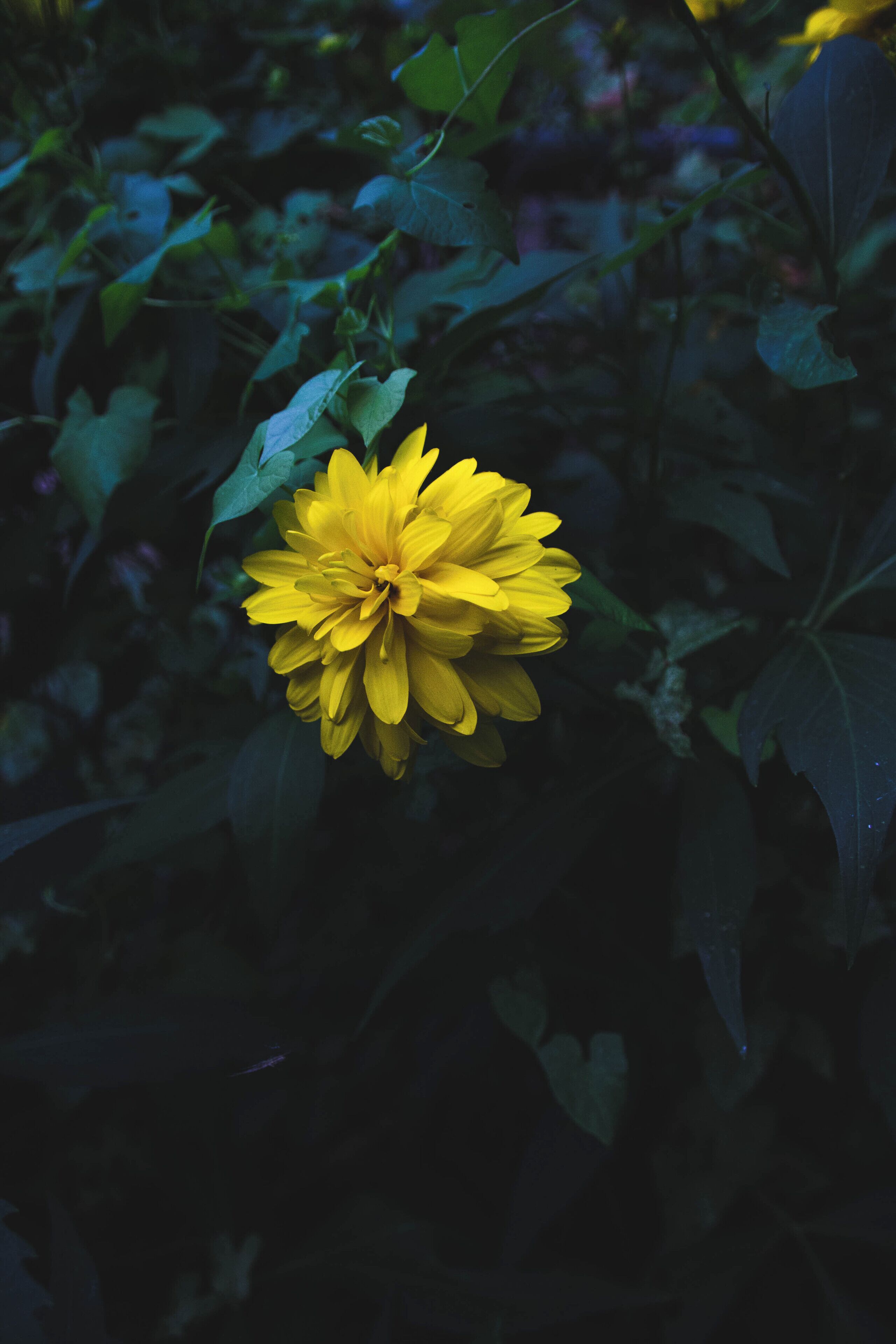 A single yellow flower in a garden.