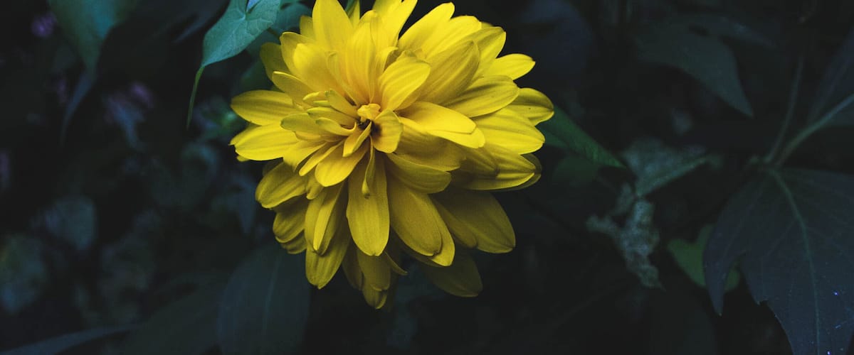 A single yellow flower in a garden.