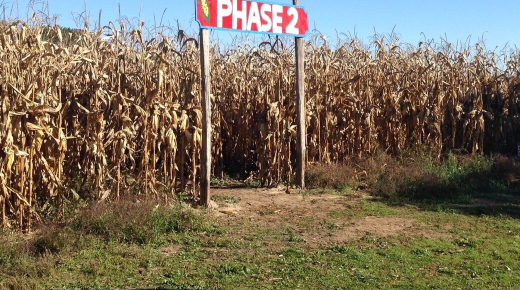 Cool farm we checked out today. $8 entry fee to get in. They have a massive corn maze which we got crazy lost in. Was only suppose to take a 30 minutes but took us an hour and... That was the small maze (phase 1). Phase 2 takes well over an hour. This years maze was themed the blue jays. So if you look at if from a helicopter you can see the Toronto blue jays logo and all the lines. They offer a small lunch of hot dogs, corn on the cob, French fries, and they also have pumpkin and squash soup or leek and potato. They have wagon rides and pumpkin picking available. Really cute place. Delicious ginger cookies too! Also if you view this area on sattlelight view you can see the last theme they had when Google took its photo. Zoom in and enjoy.