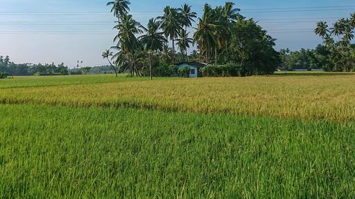 Tranquil Life Amid the Greens: A Glimpse of Weerawila’s Village Charm